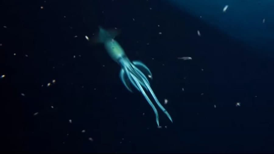 mysterysquid - Γιγάντιο «μυστηριώδες πλάσμα» κοντά σε ναυάγιο της Ερυθράς Θάλασσας