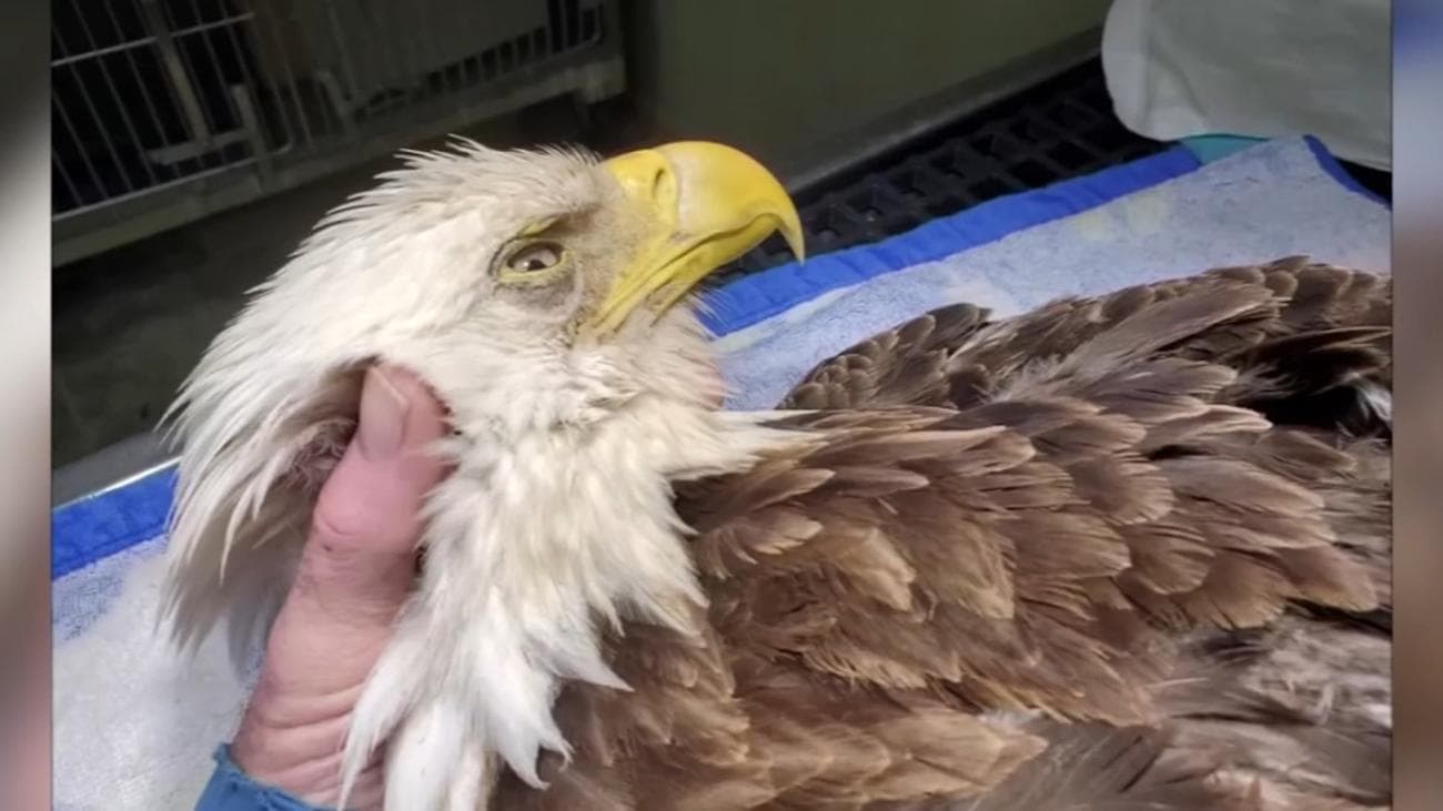 5931896 021420 wtvd bald eagle dying cnn vid - Οι αετοί πάσχουν από χρόνια δηλητηρίαση μολύβδου
