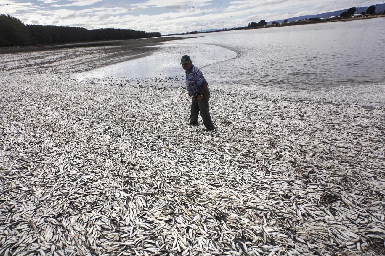 Χιλιάδες νεκρές σαρδέλες στην παραλία Τόλτεν της Χιλής, τον Μάιο του 2016 – Πηγή: AP Photo AP997223657806 - Τι είναι η «ερυθρά παλίρροια» και γιατί σκοτώνει τα ψάρια της Φλόριντα;