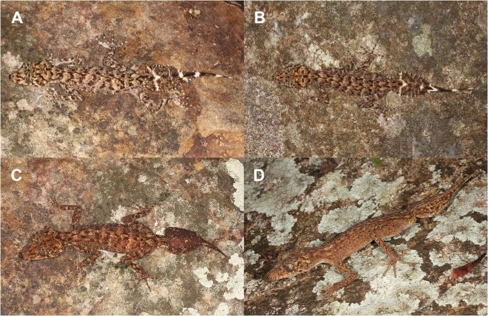 Geckoes - Νέο είδος γκέκο ανακαλύφθηκε σε νησί του Κουίνσλαντ