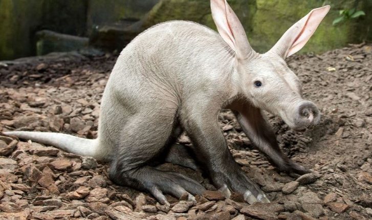 Γενετική σύγκριση με 240 είδη θηλαστικών ξετυλίγει την ανθρώπινη εξέλιξη