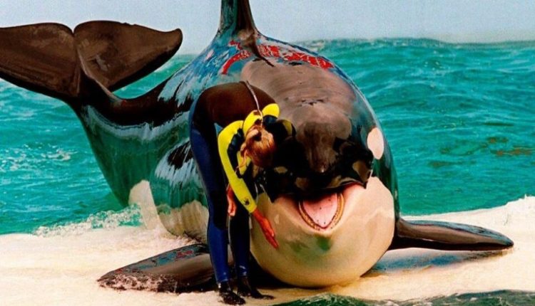 Η όρκα «Λολίτα» επιστρέφει στον ωκεανό μετά από μισό αιώνα αιχμαλωσίας