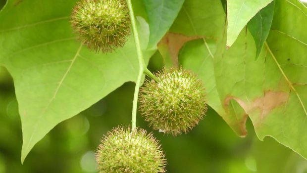 Πλατάνια: Σχέδιο δράσης για τον μύκητα που απειλεί τη Δυτική Ελλάδα