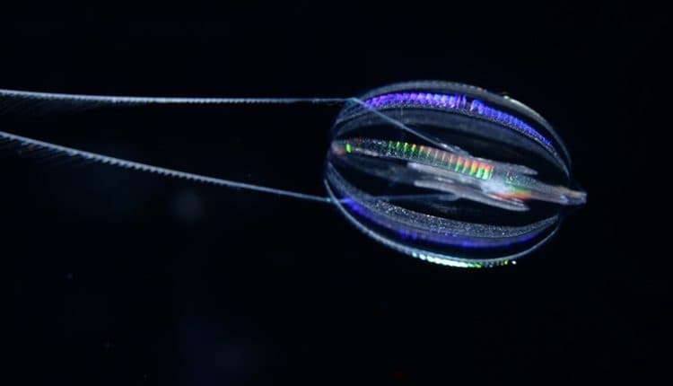 Πώς έμοιαζαν τα πρώτα ζώα;