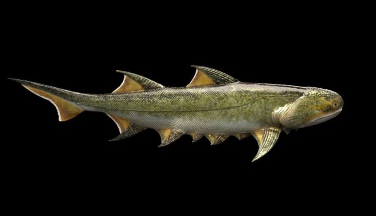 KLIK Magazine | Απολίθωμα κινεζικού ψαριού διαθέτει τα αρχαιότερα σαγόνια στη Γη
