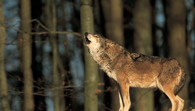 KLIK Magazine | Οι Λύκοι και οι Αρκούδες επιστρέφουν στην Ελλάδα και Ευρώπη 