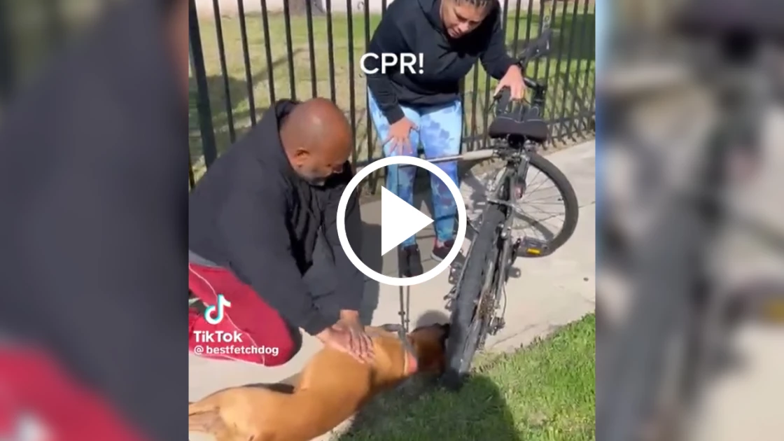 Viral Βίντεο: Άνδρας έσωσε τη ζωή σκύλου με CPR Viral Βίντεο: Άνδρας έσωσε τη ζωή σκύλου με CPR