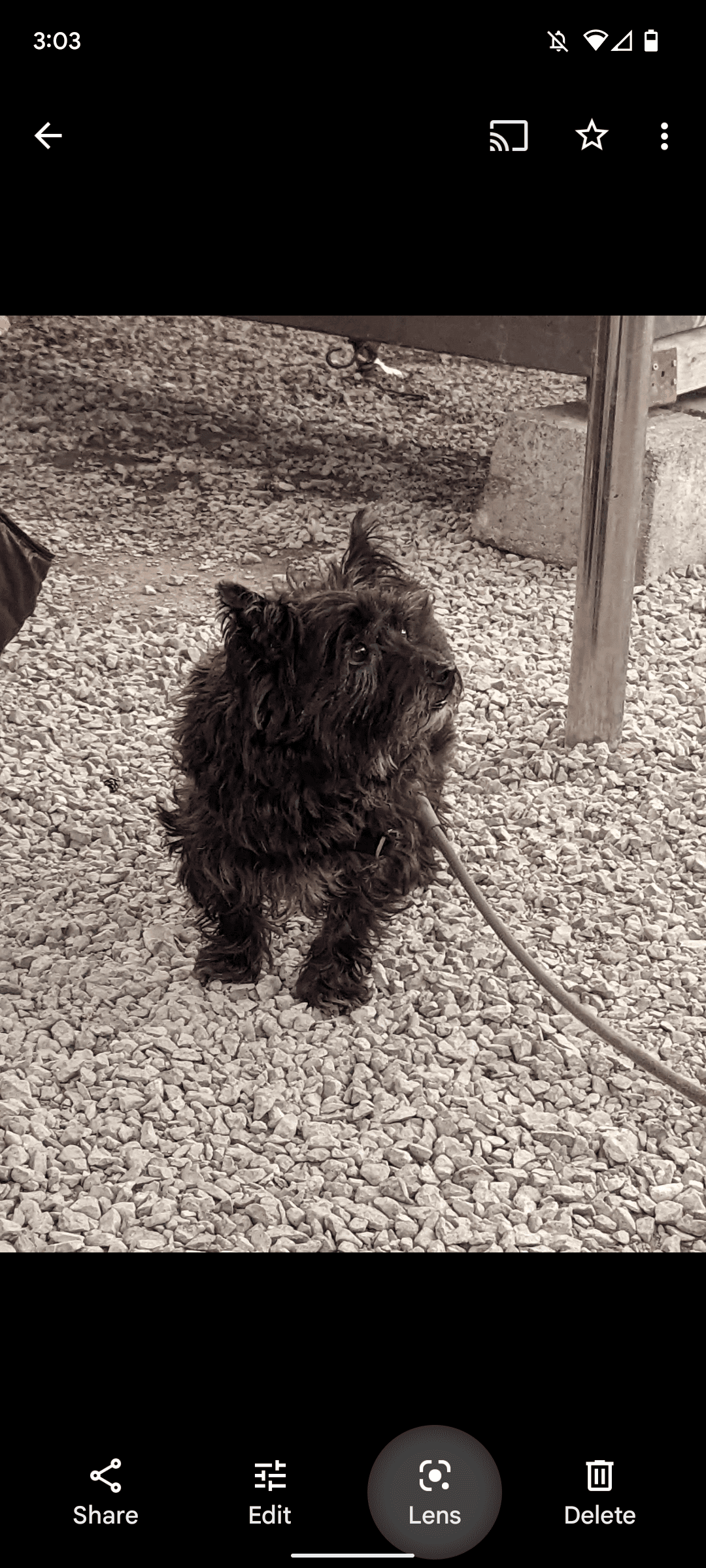 Google Photos Lens button on image screen