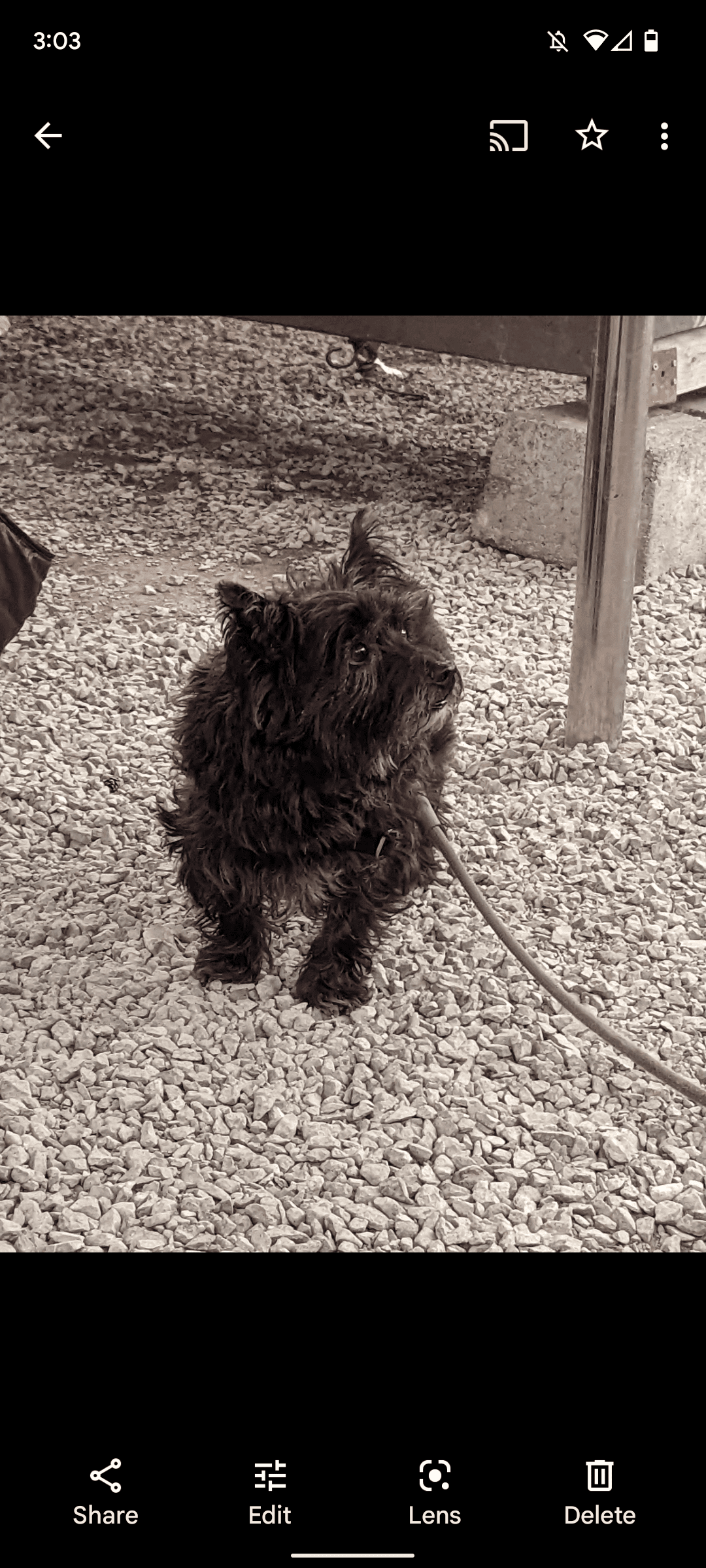 Google Photos black dog image