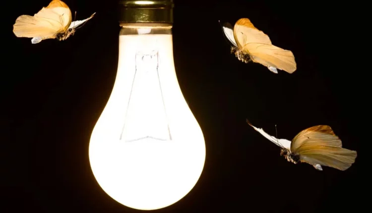 Γιατί τα έντομα έλκονται από το τεχνητό φως;