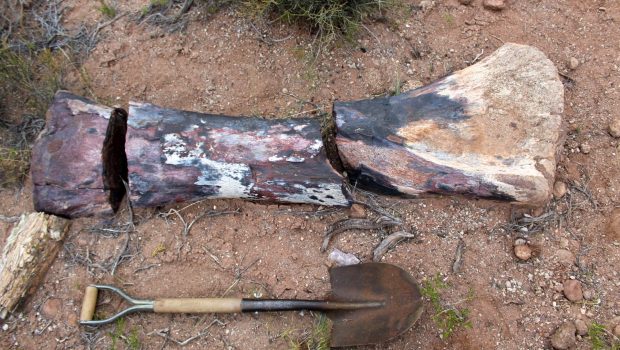 Δεινόσαυροι: Νέο είδος στην Αργεντινή είναι από τα μεγαλύτερα που έχουν βρεθεί