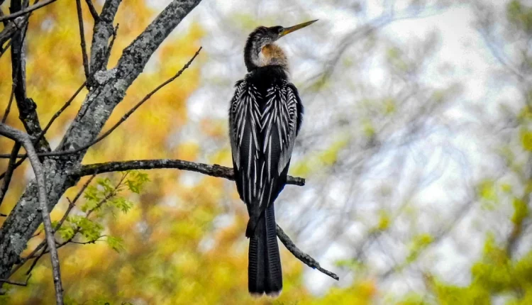 “Διαβολοπούλι“ εμφανίστηκε στη Νέα Υόρκη προκαλώντας την έκπληξη των κατοίκων