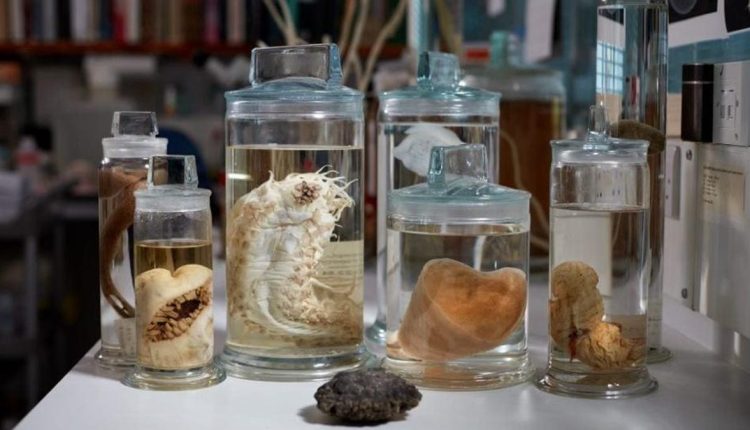 Η περιοχή που προορίζεται για εξόρυξη βαθέων υδάτων είναι γεμάτη με εξωτικά είδη