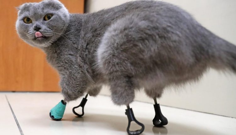 Θαύμα της τεχνολογίας: Γάτα με τέσσερα ακρωτηριασμένα άκρα αποκτά 3D εκτυπωμένα μέλη και περπατά ξανά