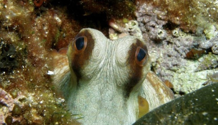 Καταγράφηκε για πρώτη φορά εγκεφαλικό κύμα στα χταπόδια – Προσομοιάζει με αυτό του ανθρώπινου εγκεφάλου
