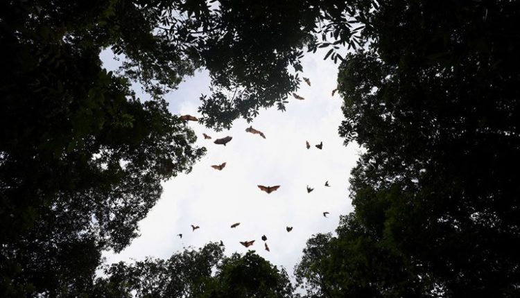 Μπορεί ο «καλύτερος ξενιστής» φονικών ιών να μας σώσει από μια νέα πανδημία;