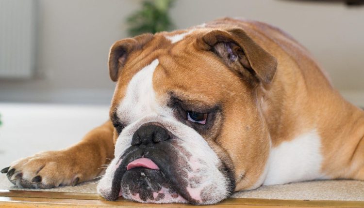 Οι πιο ανθυγιεινές φυλές σκύλων