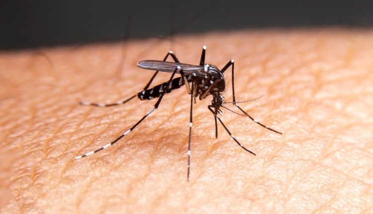 Τα κουνούπια έχουν ανάμεικτα συναισθήματα για το σαπούνι, ευρήματα μελέτης
