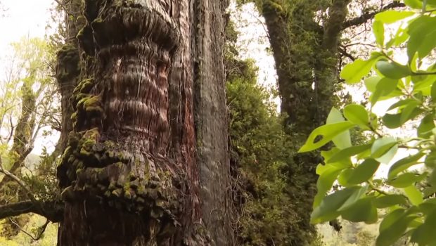 Το κυπαρίσσι «Προπάππους» το γηραιότερο δέντρο στον πλανήτη