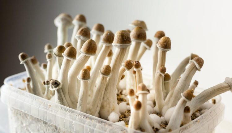 Το να κάνεις Shrooms μπορεί να έχει βελτιώσει την αχρωματοψία ενός άνδρα, λένε οι γιατροί
