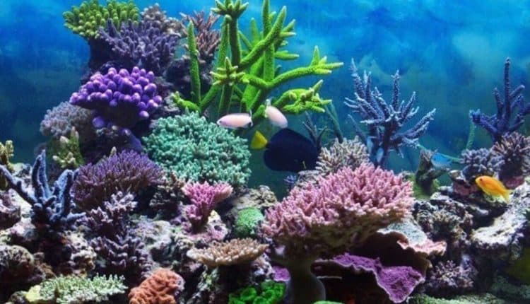 Η επιφάνεια των ωκεανών γνώρισε τον θερμότερο Μάιο που έχει καταγραφεί