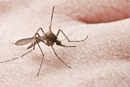 Ελληνικές δωρεάν εφαρμογές κινητών που απωθούν τα κουνούπια μέσω του ήχου