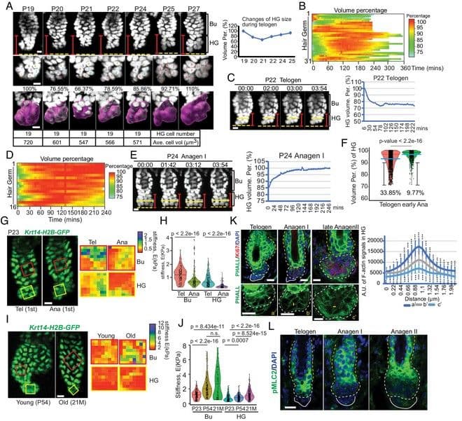 Εικόνες από τη μελέτη για το τέλος της τριχόπτωσης