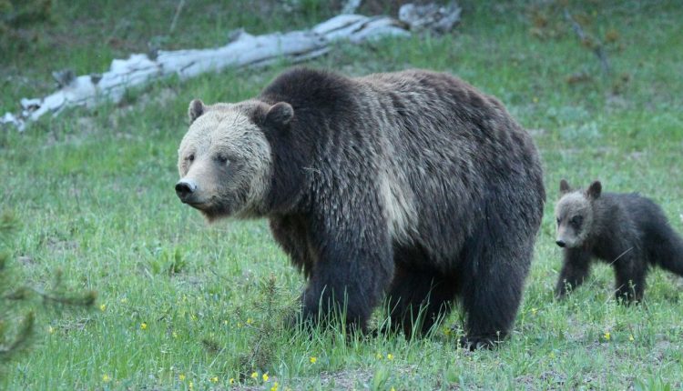 Η κλιματική αλλαγή κάνει το φαγητό σπάνιο, αλλά οι αρκούδες Yellowstone παραμένουν παχιές
