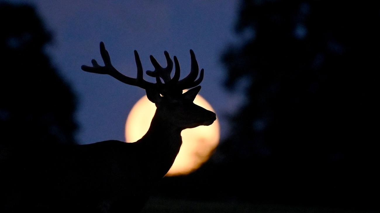 A full moon known as the Buck Moon is seen as a deer grazes outside the village of Taarbaek, Denmark on July 14, 2022.