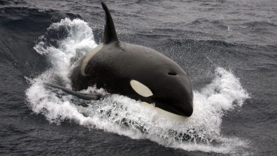 Οι επιθέσεις από όρκες σε πλοία είναι πλέον καθημερινές