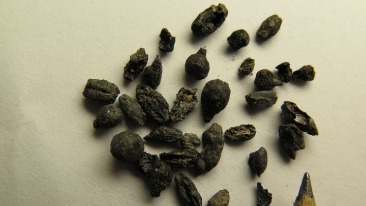 Το ελληνικό σταφύλι Συρίκι είναι αρχαίος σπόρος που καλλιεργείται για τουλάχιστον 1.100 χρόνια