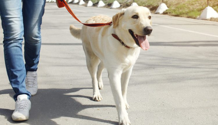  Το ζεστό πεζοδρόμιο θα βλάψει τα πόδια των σκύλων;  Συν Άλλες Ερωτήσεις Θερινής Φροντίδας Σκύλου – LifeSavvy
