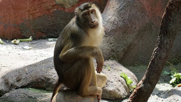 Χερσώνα: Εκατοντάδες ζώα πνίγηκαν σε ζωολογικό κήπο μετά την ανατίναξη του φράγματος