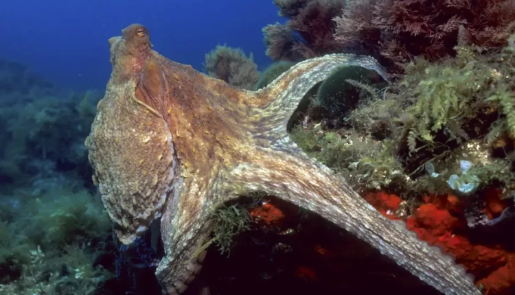 Χταπόδι φαίνεται να ξυπνά από εφιάλτη (ΒΙΝΤΕΟ)