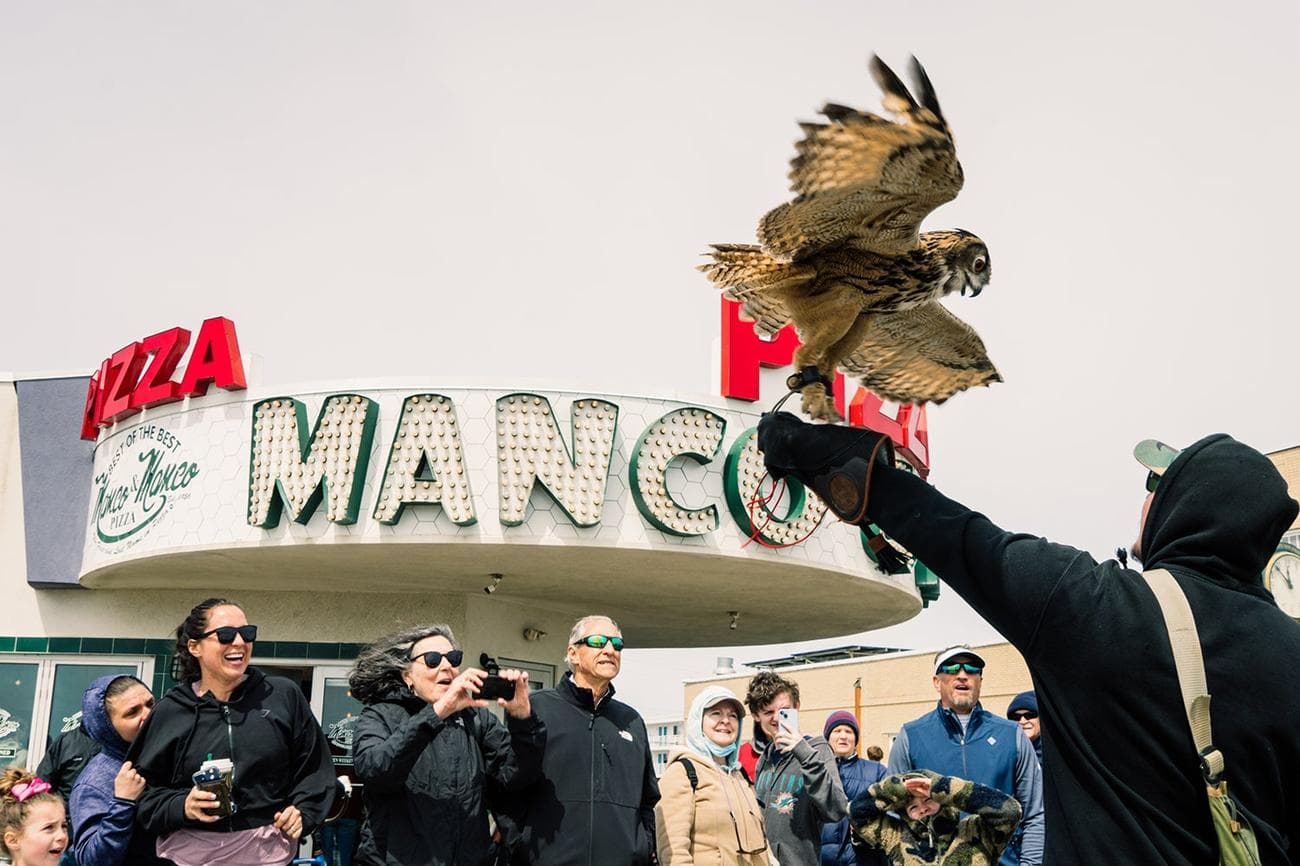 eagle-owl on handler's glove spreads wings as onlookers take photos near pizza restaurant