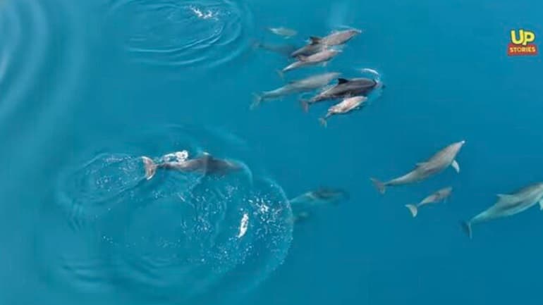 Η αγέλη δελφινιών επέστρεψε… Η ομορφότερη θαλασσογραφία του καλοκαιριού απο  ψηλά 