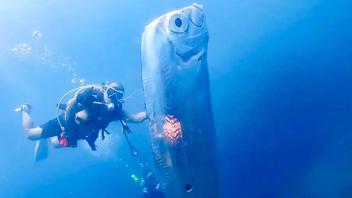 Viral βίντεο: Δύτες κατέγραψαν ένα από τα σπανιότερα ψάρια του πλανήτη