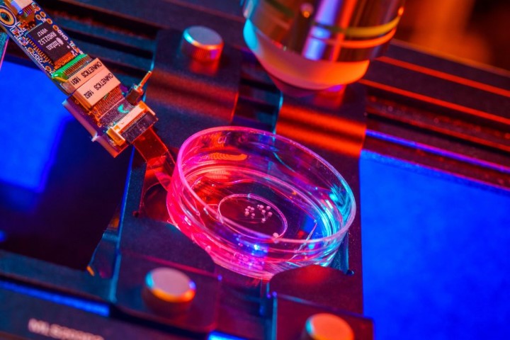 Ενθαρρυντικά αποτελέσματα από θεραπεία βλαστοκυττάρων της Bayer