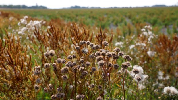 Ευρωκοινοβούλιο: Με οριακή πλειοψηφία πέρασε ο «νόμος για την αποκατάσταση της φύσης»