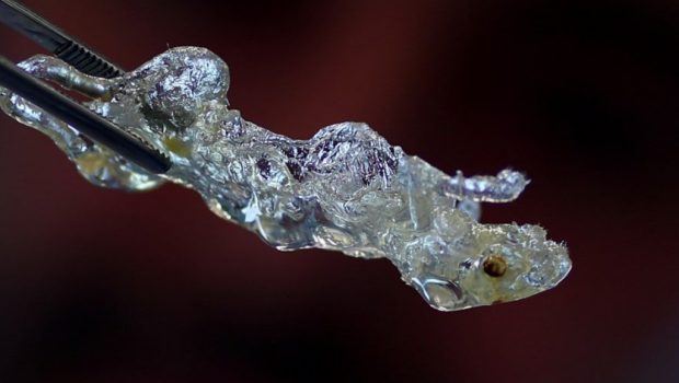 Καρκίνος: Πως «αόρατα» ποντίκια μπορούν να βελτιώσουν θεαματικά τις έρευνες