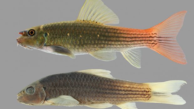 Κοινό ψάρι ενυδρείου αναγνωρίστηκε ως νέο είδος