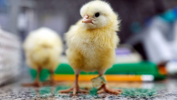 «Ματωμένα» αβγά: Η γενετική μηχανική υπόσχεται να ξεπλύνει τη μεγάλη αμαρτία της πτηνοτροφίας