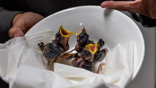 Πουλιά πέφτουν από τις φωλιές λόγω του καύσωνα στην Ελβετία