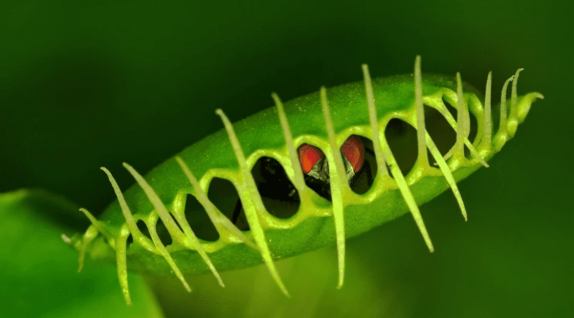 Πώς έγιναν σαρκοφάγα τα φυτά;