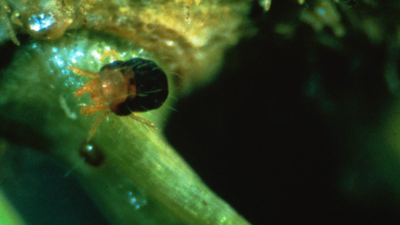 A four-legged spider mite sits on a plant.