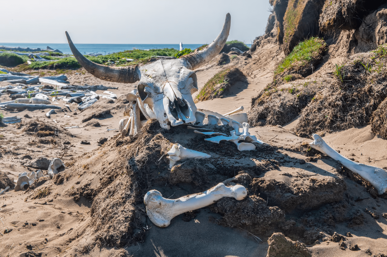 , Feral cows took over a remote Alaskan island, TechWar.gr