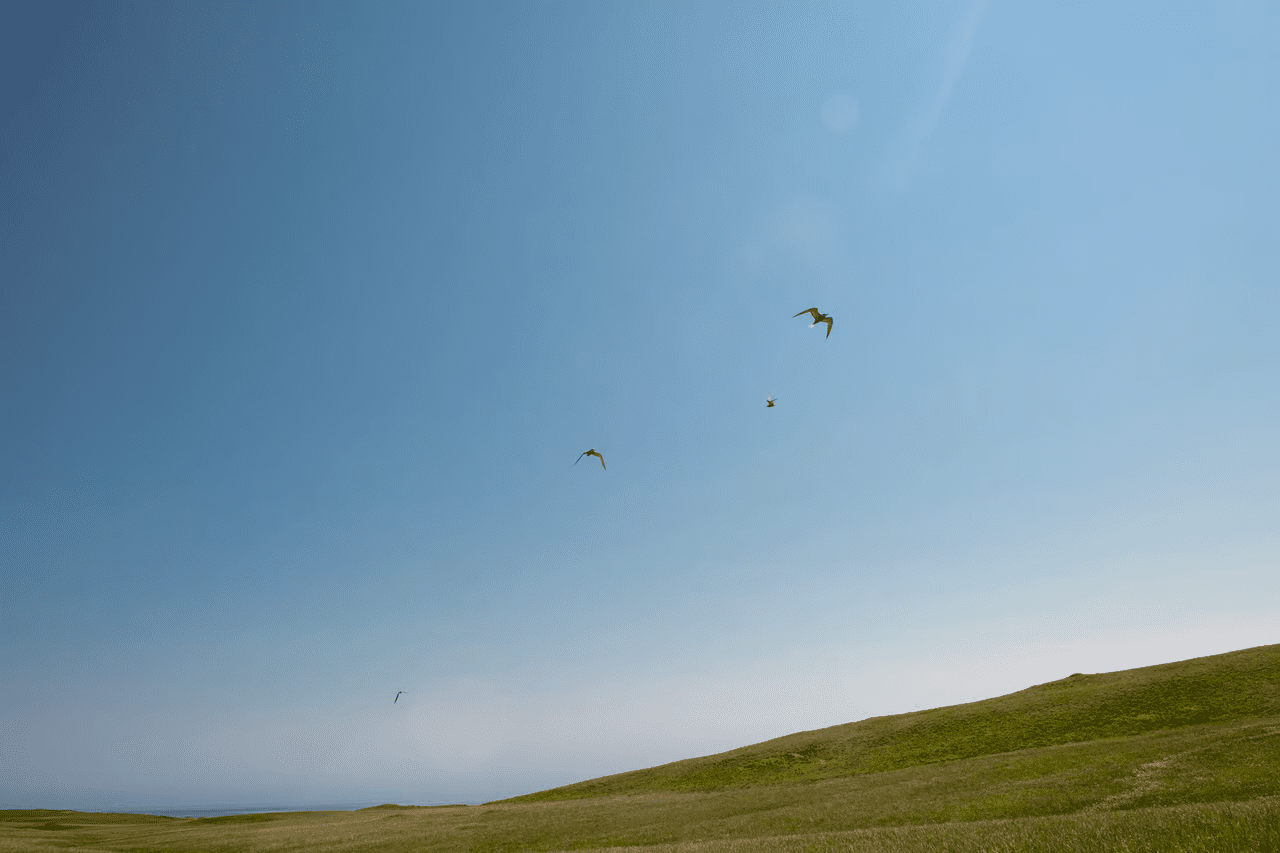 , Feral cows took over a remote Alaskan island, TechWar.gr