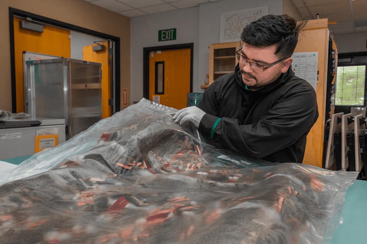 , Feral cows took over a remote Alaskan island, TechWar.gr