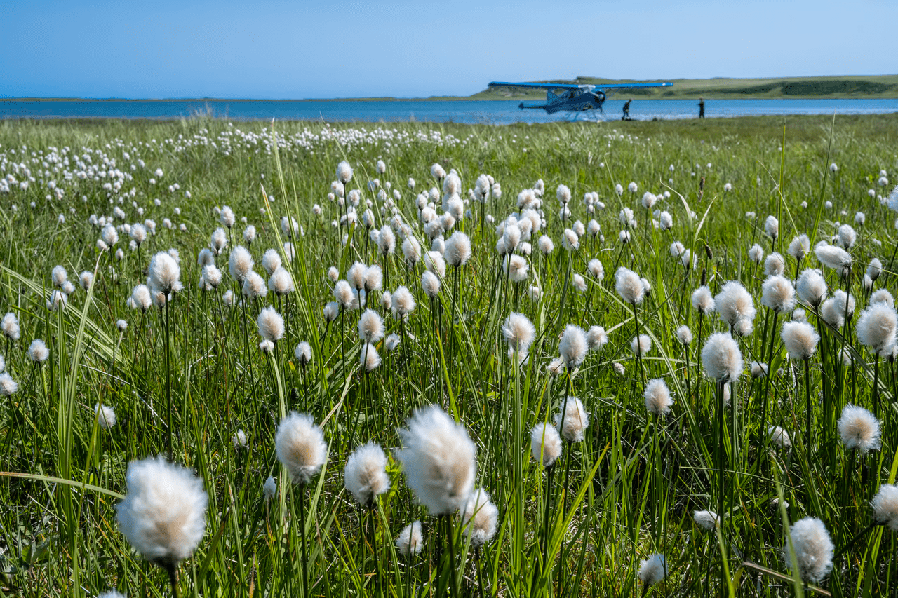 , Feral cows took over a remote Alaskan island, TechWar.gr
