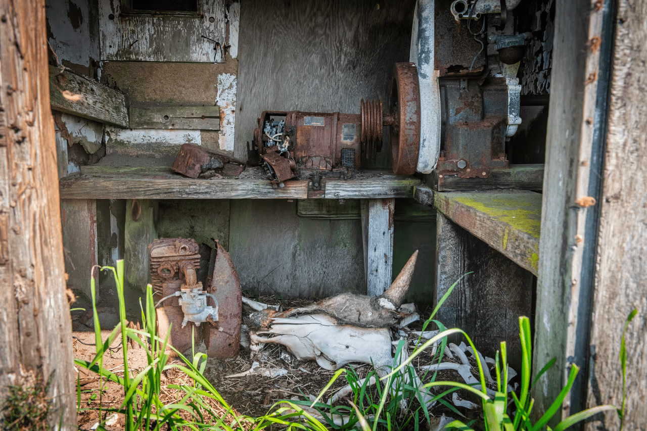 , Feral cows took over a remote Alaskan island, TechWar.gr